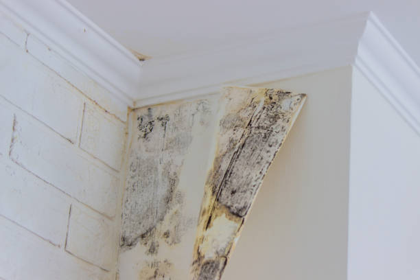  Plano, TX Mold Inspection, Removal & Remediation Pros